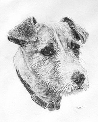 Dog portrait in pencil